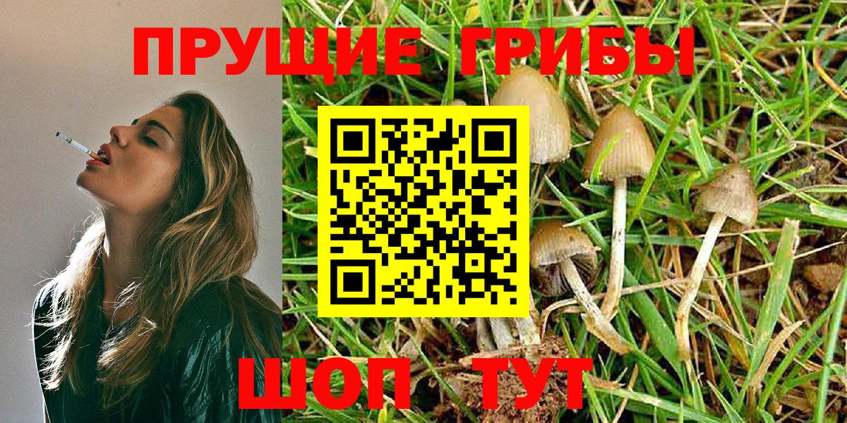 Томск  как найти   Вход с VPN  Псилоцибиновые грибы GOLDEN TEACHER 